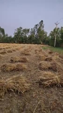 #gehunkepoore #ranaji#farming#desyfarmer#worldfarming@#cstar#dstar#desistar@
Dhanari up india