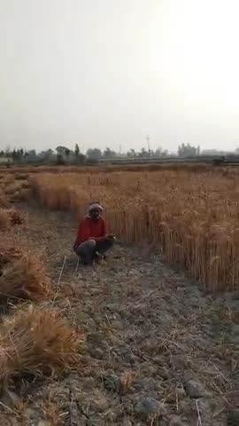 gehun ki katai ke liye majdur nahin mil rahe