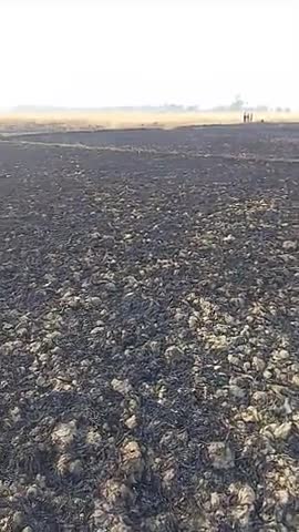 पिरो थाना के तिलाठ धान पोखर  के बाधार में आग का तांडव 100 बिगहा गेहूं का फसल जलकर राख हो गया  7/4/25