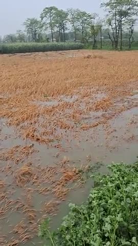 बेलौखरा bihar सुपौल Belokhra