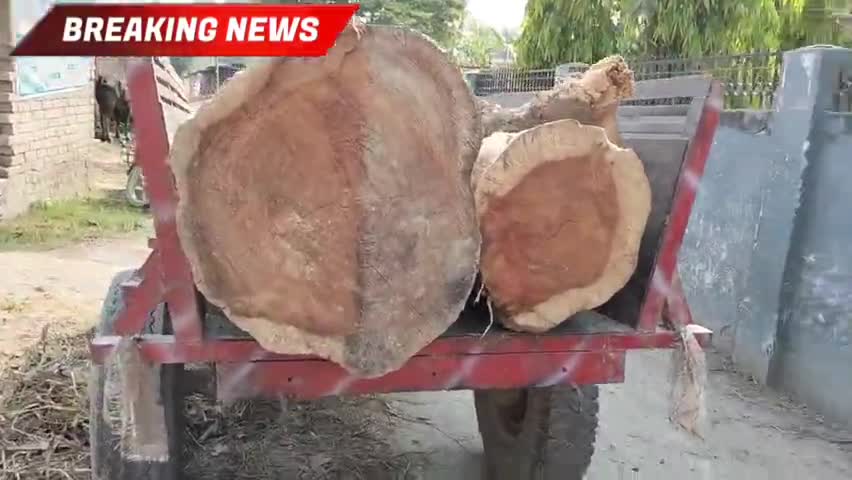 कल्याणपुर थाना क्षेत्र के वासुदेव पुर पंचायत वार्ड संख्या 6  मैं लकड़ी चोरी करके हर जगह बेचता है #samastipur#kalyanpur
