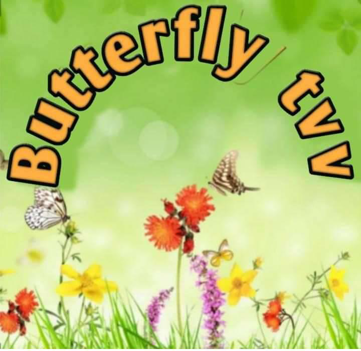 butterflytvv