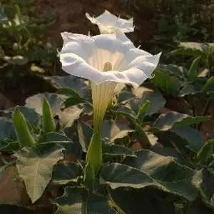 vishwakarmarajzzvish