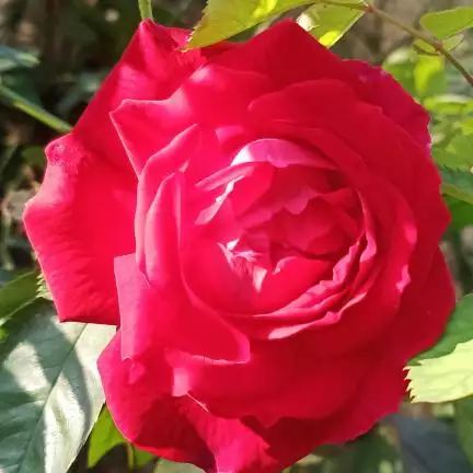 jaintvbaghmara