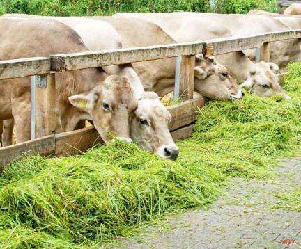 झारखंड में चारा घोटाला मामले में 36 दोषियों को हुई 4-4 साल जेल की सज़ा #अपराध #चारा_घोटाला