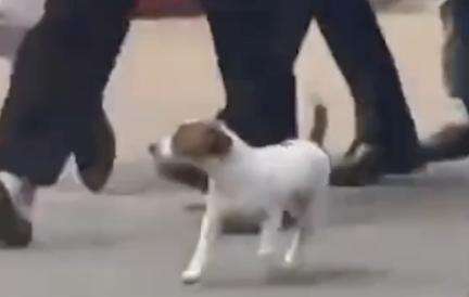 राहुल गांधी के साथ प्रेस कांफ्रेंस में पहुंची उनकी पेट डॉग 'नूरी', कांग्रेस ने शेयर किया वीडियो #राहुल_गांधी #कांग्रेस