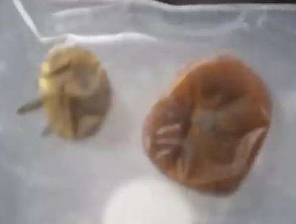 स्पेस स्टेशन में खोने के 8 महीने बाद मिले 2 टमाटरों की तस्वीर सामने आई #नासा