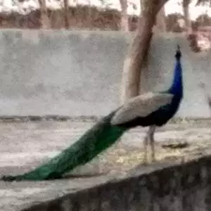 chindwara