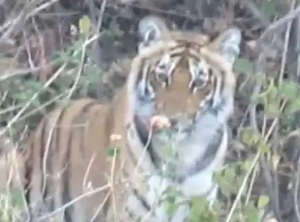 पौड़ी गढ़वाल में बाघ द्वारा 2 लोगों की जान लेने के बाद 25 गांवों में लगा रात्रि कर्फ्यू, 2 दिन बंद रहेंगे स्कूल #बाघ