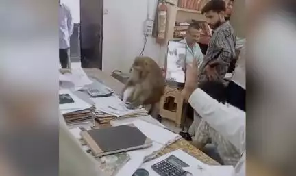 सहारनपुर में वकील के चेंबर में मेज़ पर बैठकर फाइलों के पन्ने पलटते बंदर का वीडियो हुआ वायरल #बंदर