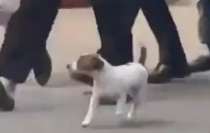 राहुल गांधी के साथ प्रेस कांफ्रेंस में पहुंची उनकी पेट डॉग 'नूरी', कांग्रेस ने शेयर किया वीडियो #राहुल_गांधी #कांग्रेस