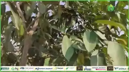 जामुन की खेती का तरीका और जानें क्यों इसे कहा जाता है पोषण तत्वों का पावर हाउस

#jamun #agriculturenews #farming #farms