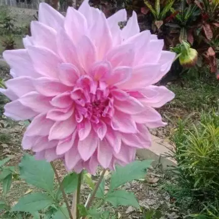 kalpana7958