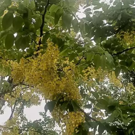 chirangnews494