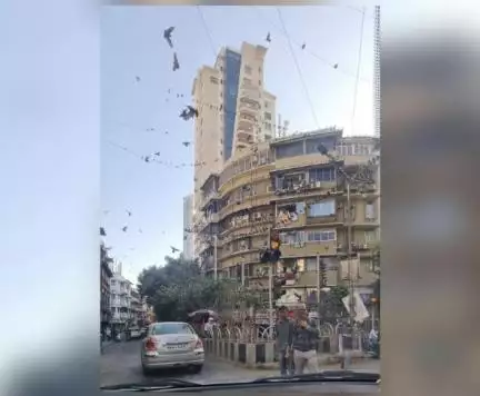 कृपया कबूतरों को दाना डालना बंद करें, वे स्वास्थ्य के लिए खतरा हैं: लोगों से कमेंटेटर हर्षा भोगले #कबूतर #हर्षा_भोगले