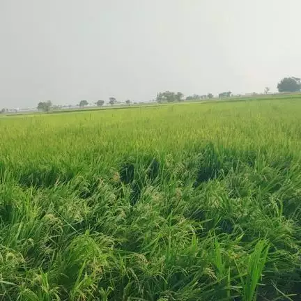 bhagathmourya
