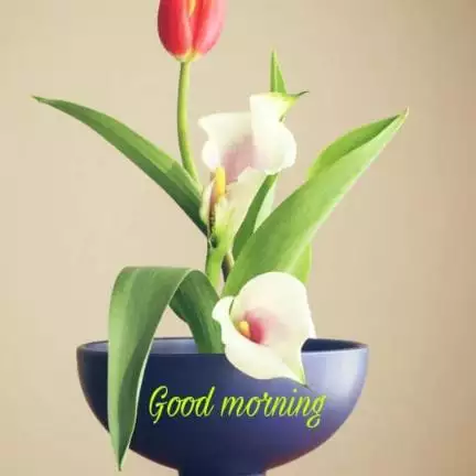 haidarnagar