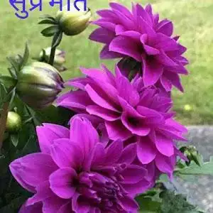 satishnagle1697
