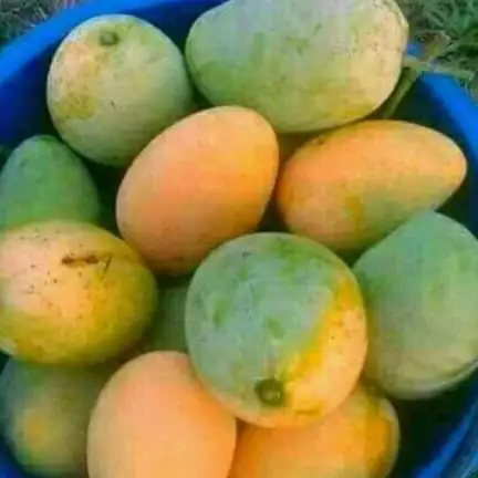 rinkukhan111995