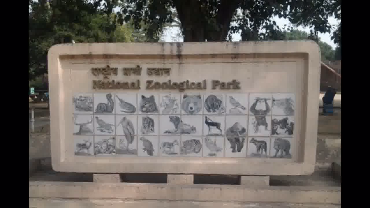 दिल्ली के चिड़ियाघर में मृत उल्लू में मिला बर्ड फ्लू का पहला मामला #बर्ड_फ्लू