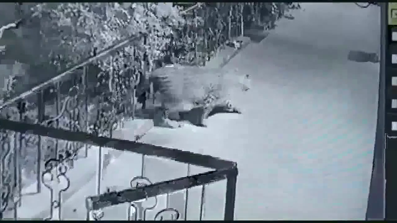 तेंदूए ने नासिक में घर के बाहर सो रहे पालतू कुत्ते का किया शिकार; सामने आया वीडियो #नासिक