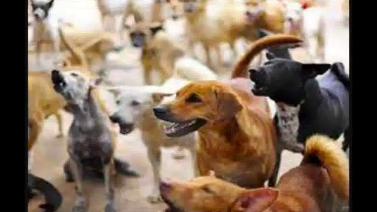 बरेली में 10-12 कुत्तों ने 8-वर्षीय लड़की पर किया हमला, उसे झाड़ियों में ले गए; राहगीर ने बचाया #कुत्ता_हमला