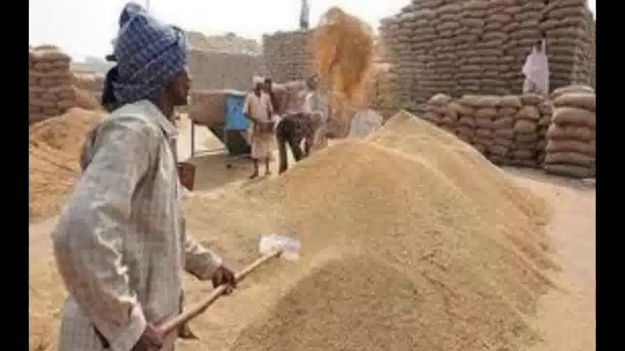 धान की खरीद को टालकर किसको फायदा पहुंचाने का षड्यंत्र रचा जा रहा है?: कांग्रेस प्रदेश अध्यक्षा कुमारी शैलजा #धान_खरीद