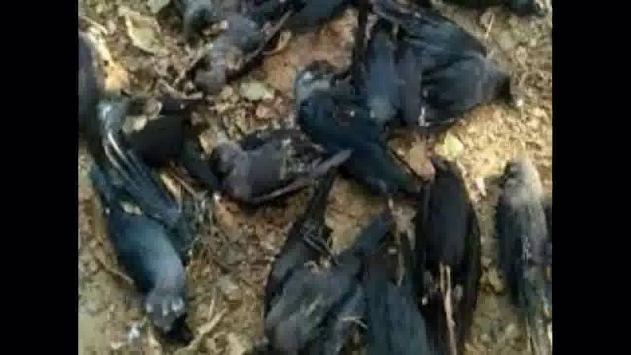 सांभर झील और आसपास क्षेत्रों में पांच दिनों में 60 से ज्यादा कौओं और अन्य पक्षियों की बर्ड फ्लू से हुई मौत #बर्ड_फ्लू