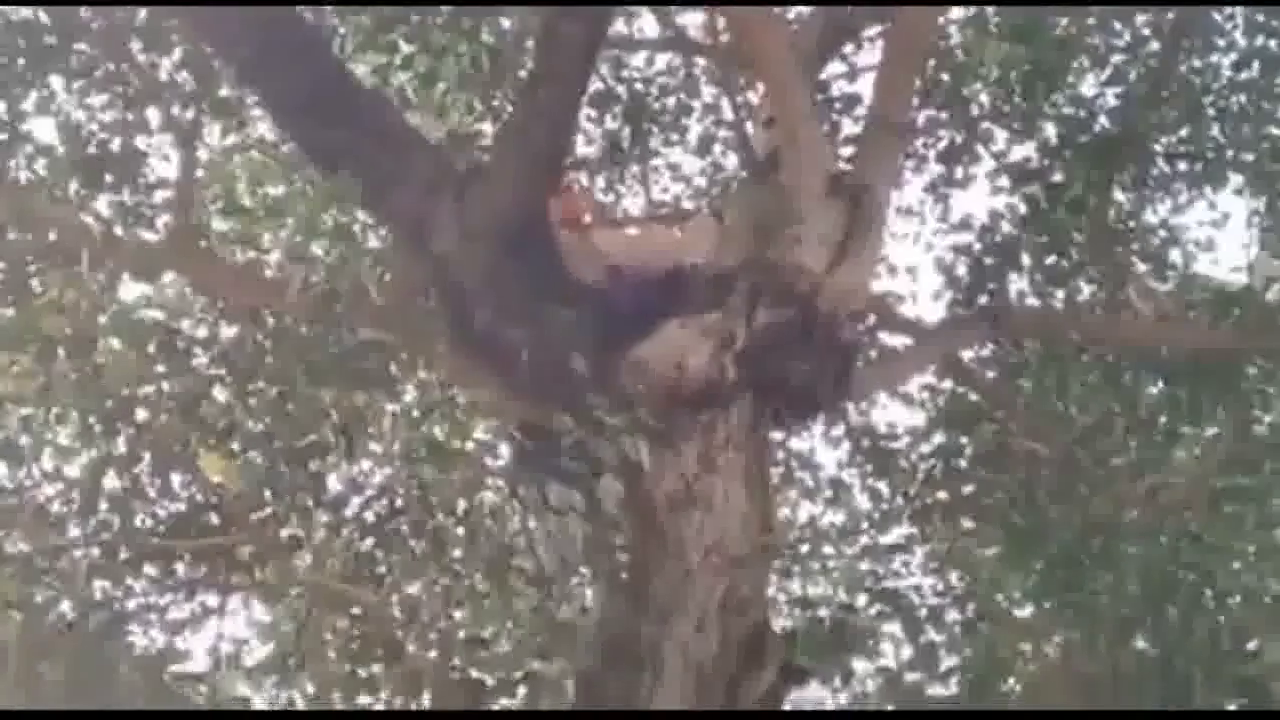 लखनऊ में सीएम योगी से मिलने की ज़िद कर गले में फंदा डालकर पेड़ पर चढ़ा युवक, फेंके पर्चे #सीएम_योगी